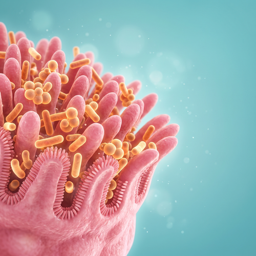 Las bacterias buenas empiezan a trabajar
